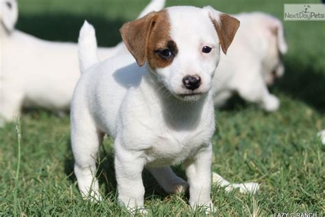  Find Jack Russell Terrier puppies for sale near you